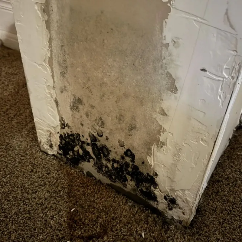 Professional Mold Removal in Bruceton, TN